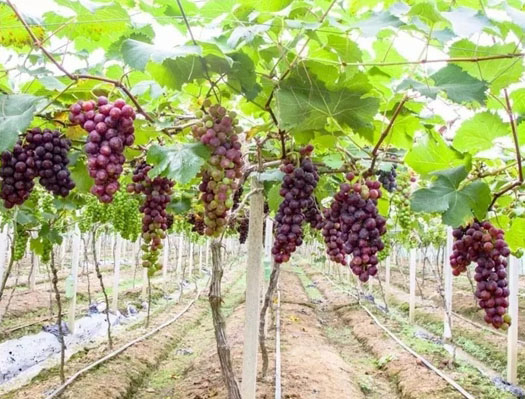 種植搭架鋼絲 種植搭架鋼絲